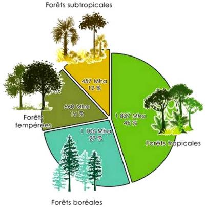 Les différents types de forêts dans le monde © Cirad